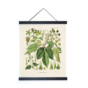 Hops Botanical Print