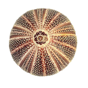 Sea Urchin Specimen