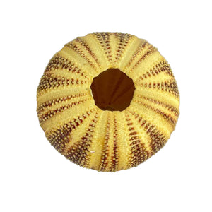 Sea Urchin Specimen