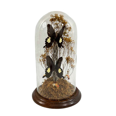 Swallowtail Diorama Cloche