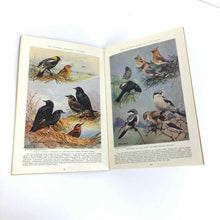 Load image into Gallery viewer, North American Birds 1934 Booklet