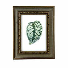 Load image into Gallery viewer, Silver Satin Pothos Leaf Print