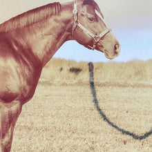 Load image into Gallery viewer, Rocket Wrangler Racehorse Photo