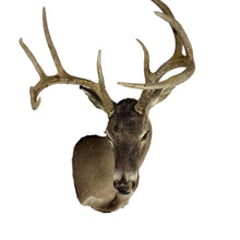 Load image into Gallery viewer, Whitetail Deer Mount