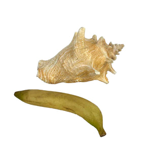 Conch Shell Specimen