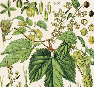 Hops Botanical Print