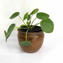 Load image into Gallery viewer, Speckle Glaze Pottery Jar