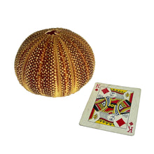Load image into Gallery viewer, Sea Urchin Specimen