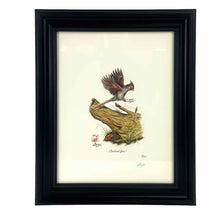 Load image into Gallery viewer, Framed Cardinal Female Print