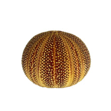 Load image into Gallery viewer, Sea Urchin Specimen