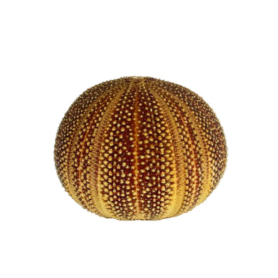 Sea Urchin Specimen