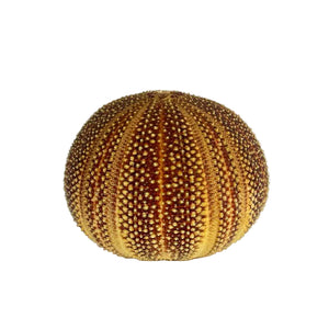 Sea Urchin Specimen