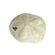 Load image into Gallery viewer, Sea Biscuit Sand Dollar Specimen