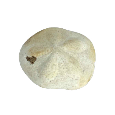 Sea Biscuit Sand Dollar Specimen