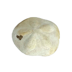 Sea Biscuit Sand Dollar Specimen