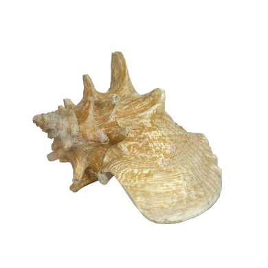 Conch Shell Specimen