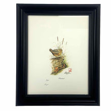Load image into Gallery viewer, Framed Woodcock  Print