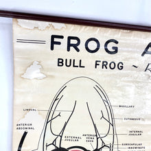 Load image into Gallery viewer, Frog Anatomy Chart