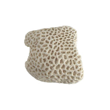 Load image into Gallery viewer, Coral Specimen
