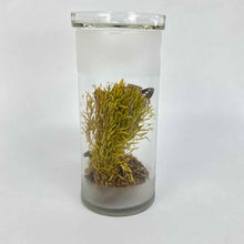 Load image into Gallery viewer, Butterfly Specimen Glass Jar