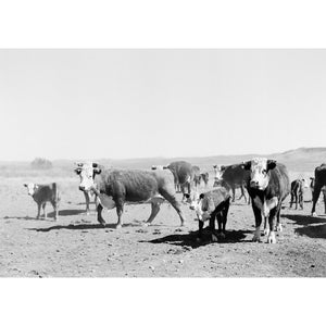 West Texas Ranch Cows Print