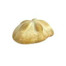 Load image into Gallery viewer, Sea Biscuit Sand Dollar Specimen