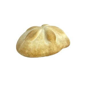 Sea Biscuit Sand Dollar Specimen
