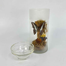 Load image into Gallery viewer, Butterfly Specimen Glass Jar
