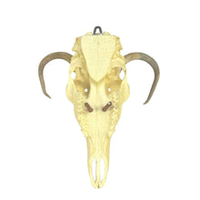 Load image into Gallery viewer, Deer Skull Mount