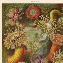 Load image into Gallery viewer, Sea Anemone Print