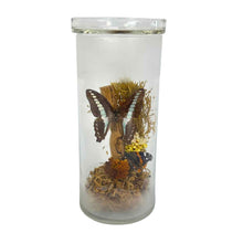 Load image into Gallery viewer, Butterfly Specimen Glass Jar