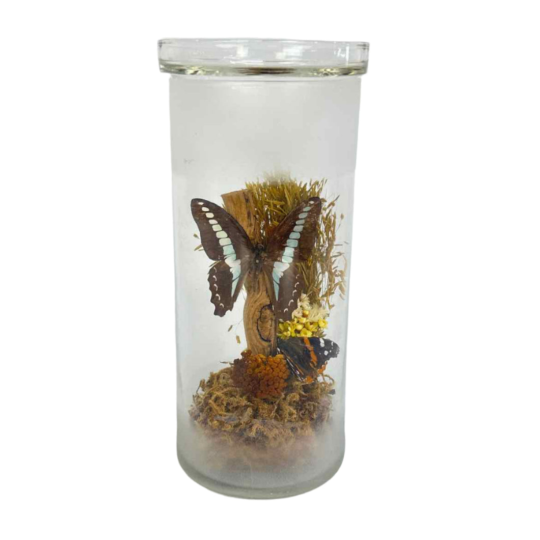 Butterfly Specimen Glass Jar
