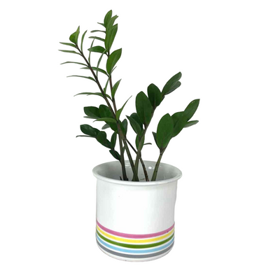 Striped Italian Pottery Planter