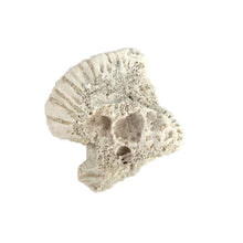 Load image into Gallery viewer, Coral Specimen
