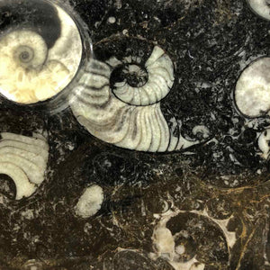 Ammonite Fossil Dish