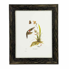 Load image into Gallery viewer, Framed Hummingbird  Print