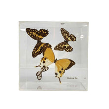Load image into Gallery viewer, Butterfly Specimen Box