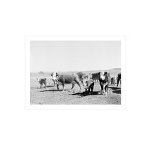 Load image into Gallery viewer, West Texas Ranch Cows Print