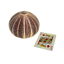 Load image into Gallery viewer, Sea Urchin Specimen