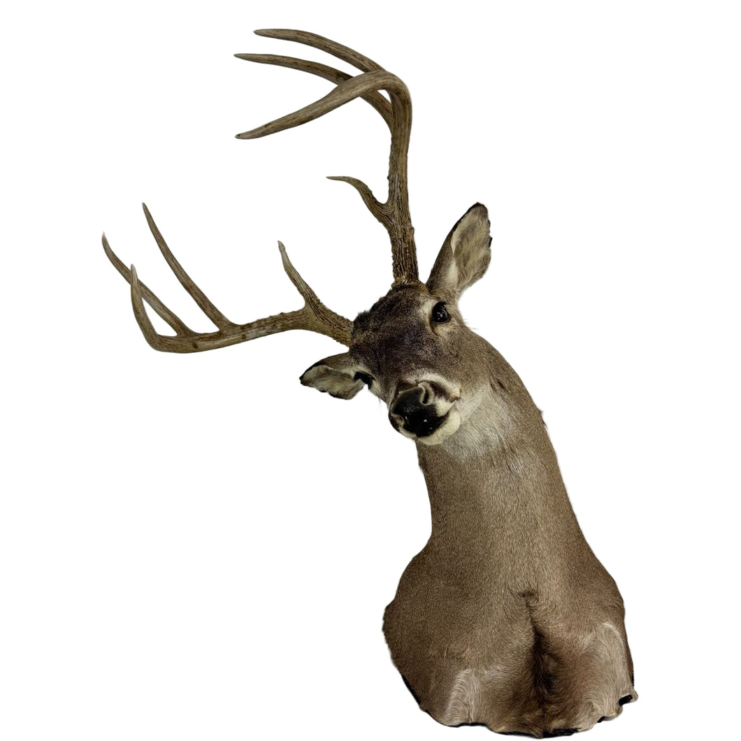 Whitetail Deer Mount