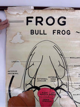 Load image into Gallery viewer, Frog Anatomy Chart