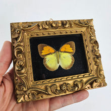 Load image into Gallery viewer, Framed Butterfly Specimen