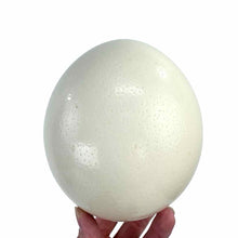 Load image into Gallery viewer, Ostrich Egg Shell