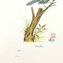 Load image into Gallery viewer, Framed Blue Jay Print