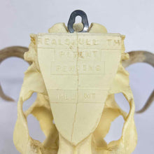 Load image into Gallery viewer, Deer Skull Mount