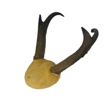 Load image into Gallery viewer, Pronhorn Antelope Horns