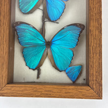 Load image into Gallery viewer, Blue Morpho Butterfly Specimen