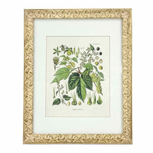 Load image into Gallery viewer, Beer Hops Botanical Print