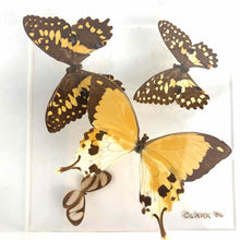 Load image into Gallery viewer, Butterfly Specimen Box