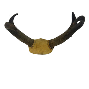 Pronhorn Antelope Horns